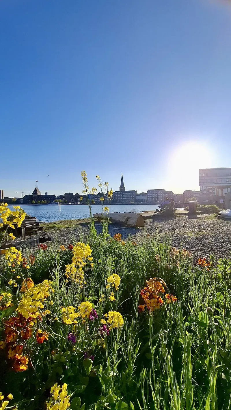 Grow Quiet, Grow Wild: The Invisible Gardeners Reclaiming America's Forgotten Urban Corners